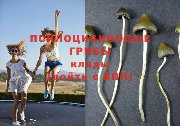 прущие грибы Белокуриха